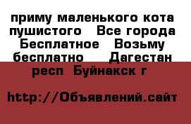 приму маленького кота пушистого - Все города Бесплатное » Возьму бесплатно   . Дагестан респ.,Буйнакск г.